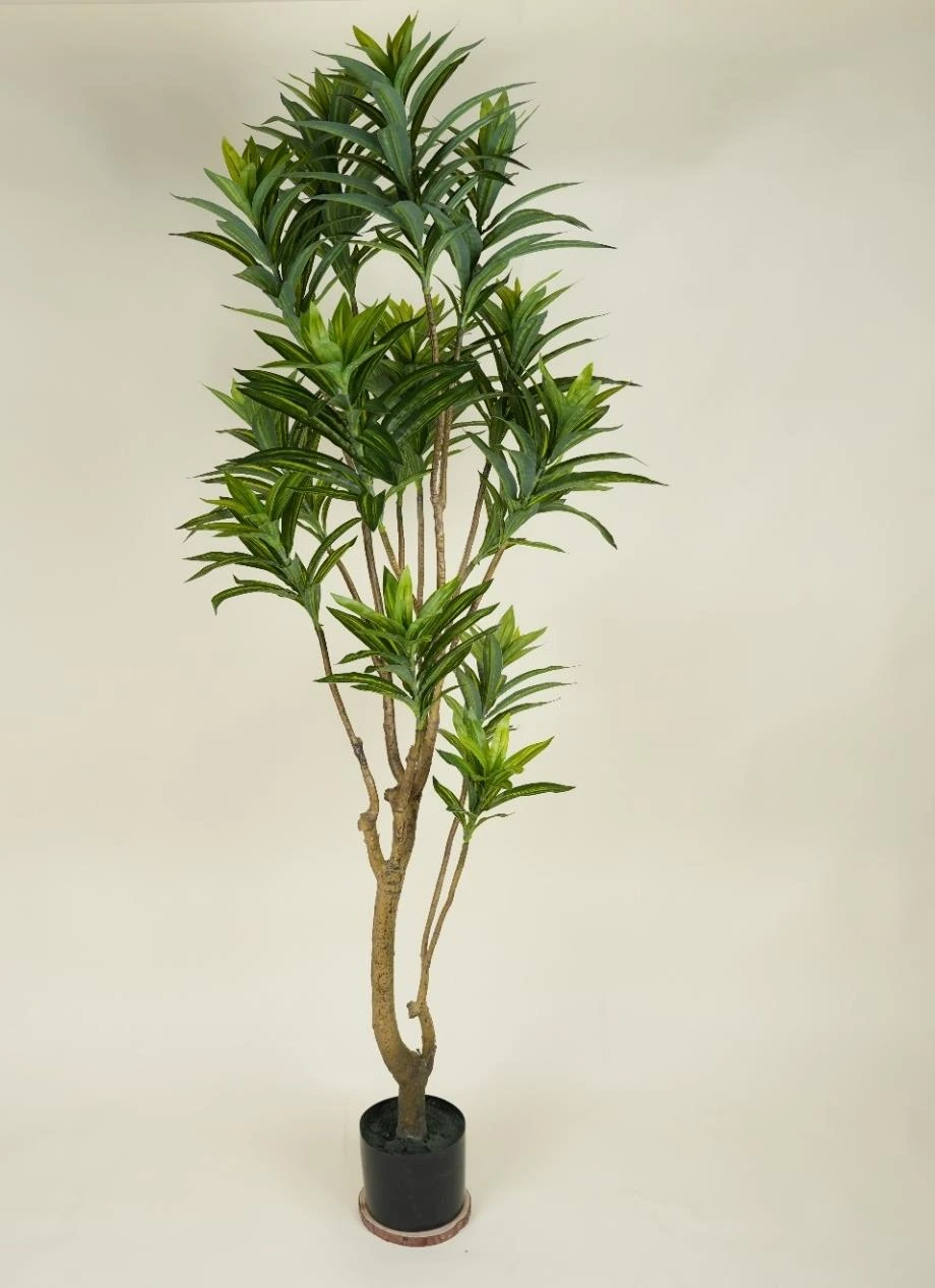Lily Bamboo Size : 140cm
